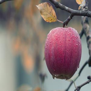 항염증 식단 – 올바른 음식 섭취가 신체의 염증을 줄이는 방법